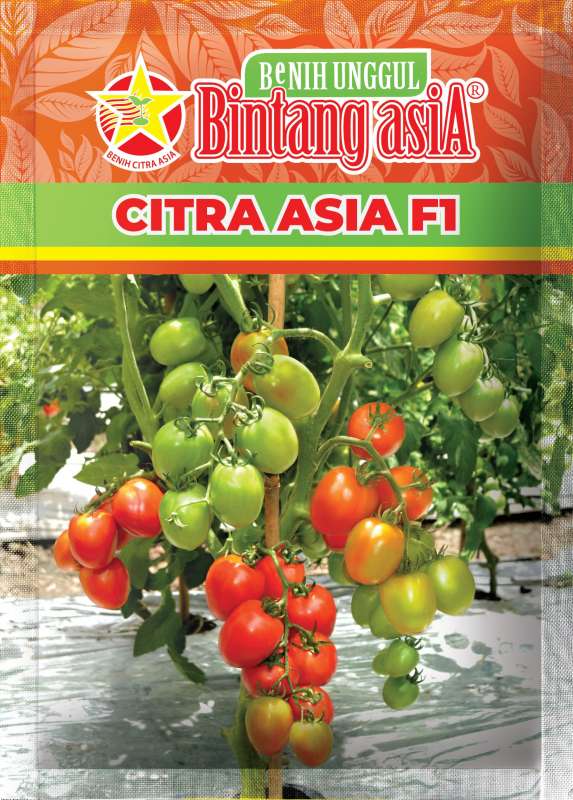 TOMAT CITRA ASIA