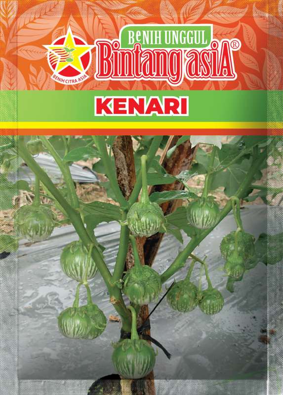 TERONG KENARI(1kt:15)